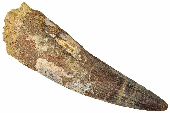 Real Spinosaurus Tooth - Huge Dinosaur Tooth #307952